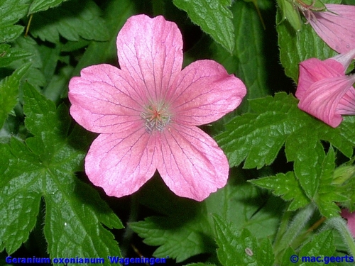 Geranium oxonianum 'Wageningen'